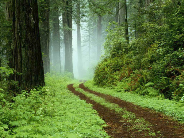 Forest6