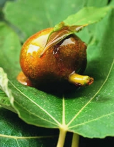 fichi_caramellati