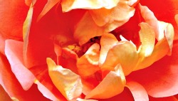 abitare design2 jacqueline silvestri